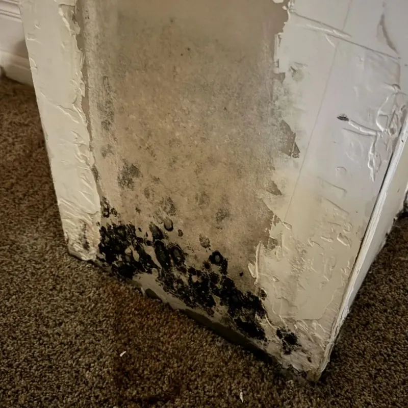 Professional Mold Removal in Thunderbolt, GA